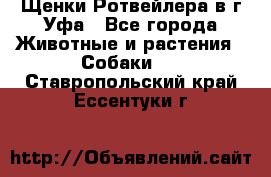 Щенки Ротвейлера в г.Уфа - Все города Животные и растения » Собаки   . Ставропольский край,Ессентуки г.